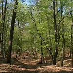 Waldblick