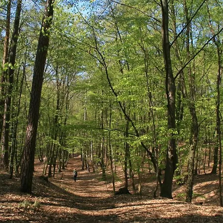 Waldblick